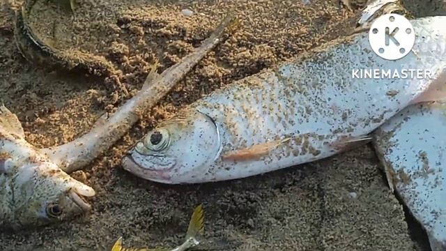 #Netfishing 🌊🐠🐠🐠🐠🐠🐠🐠🐠🐠🐠⛵ смотреть онлайн