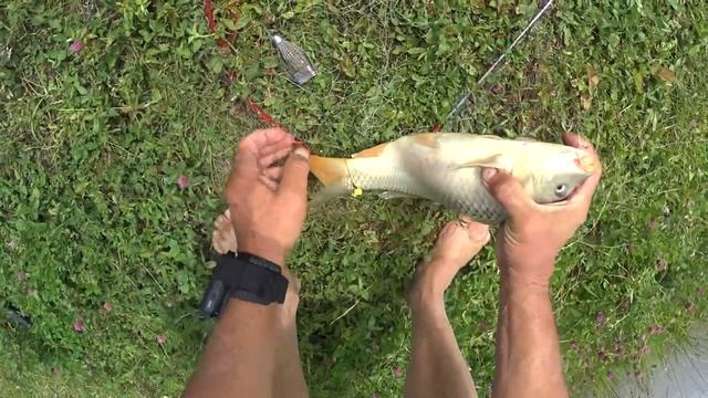 Ловим с сыном крупного карпа.