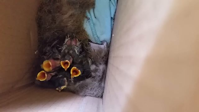 Sikorki смотреть онлайн