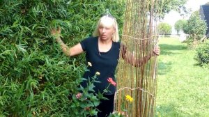 Уход за живой изгородью из ивы