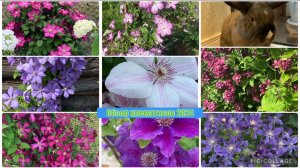 Обзор клематисов 2024