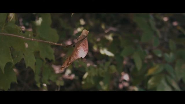 Blackmagic Pocket Cinema Camera - OSIRIS M31 Lut смотреть онлайн