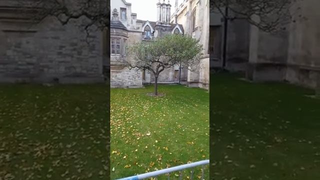 newton apple tree cambridge university смотреть онлайн