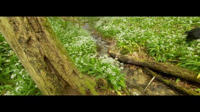 A Hint of Garlic ...... смотреть онлайн