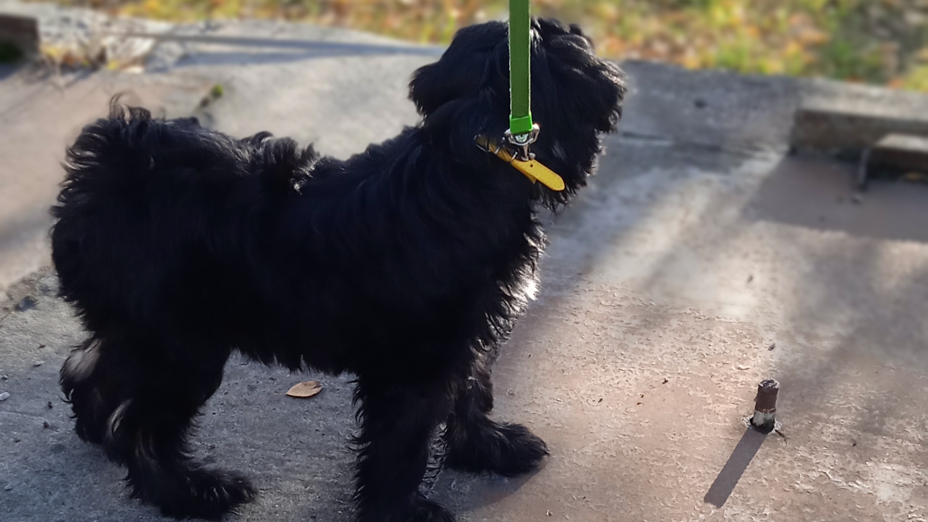 щенки Тибетского терьера смотреть онлайн