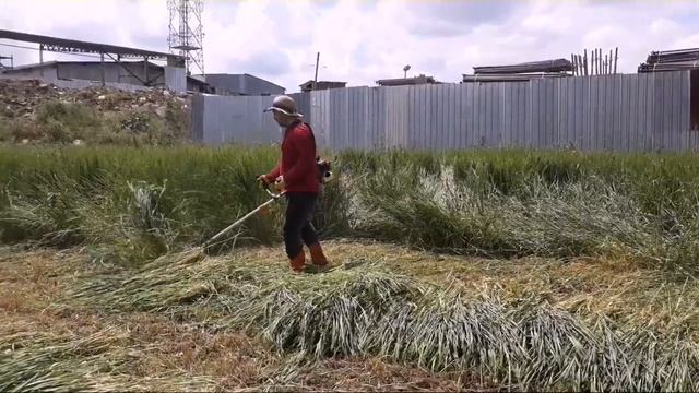 Motorlu tırpana taktığımız aparatla daha kolay daha hızlı... смотреть онлайн