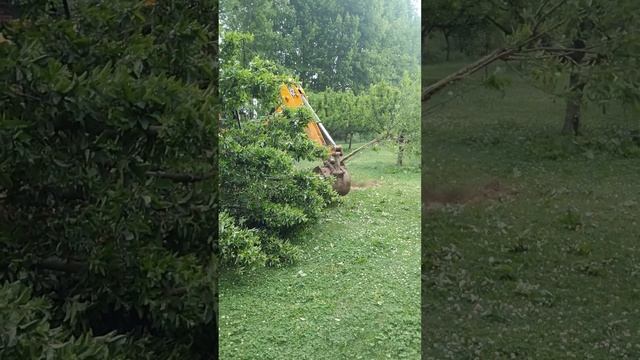 Apple garden#work on Ring road Kashmir смотреть онлайн