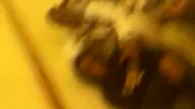 Fucking With Male , Shawnywoo , & Uno смотреть онлайн