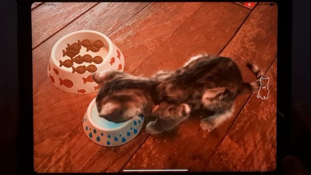 LITTLE KITTEN MY FAVORITE CAT PET CARE KIDS GAMES - FUN PLAY BABY LEARN COLOURS WITH PRESCHOOL смотреть онлайн