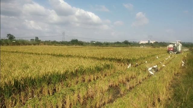 CF865 vs GAM Cobain हार्वेस्टर धान की कटाई करते हुऐ смотреть онлайн