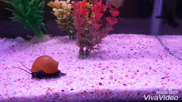 Golden Apple Snail "Speedy" going for a run смотреть онлайн
