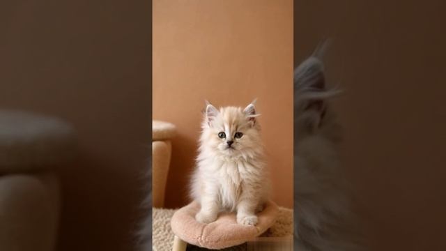 Персидский. смотреть онлайн
