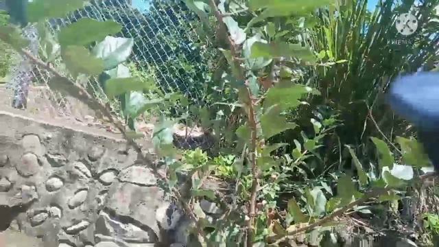 GROWING APPLES FROM SEED TO TREE PART 2 смотреть онлайн