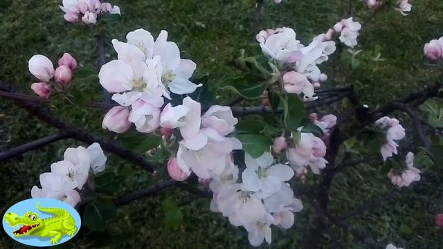 Blooming apple tree !!! How beautiful it is !!! смотреть онлайн