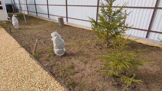 # 340. Заморозки после жары. Как спасаем кусты. Пересадка сливы и туй. Загородная жизнь с нуля 2024 смотреть онлайн