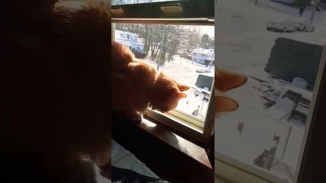 my cat really likes the window, it's cold out right now смотреть онлайн