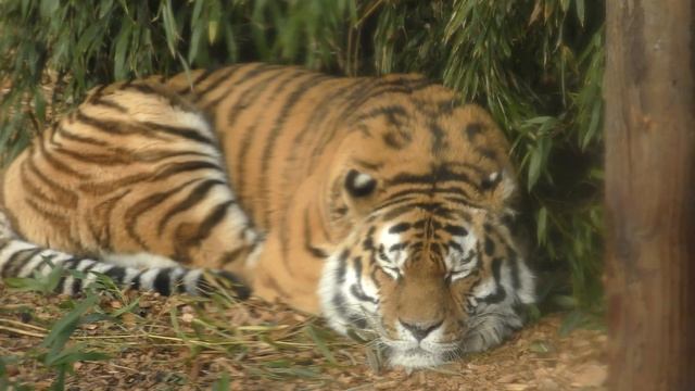 good Tiger sleeping windows wet Colchester Zoo 19dec17 1124a смотреть онлайн