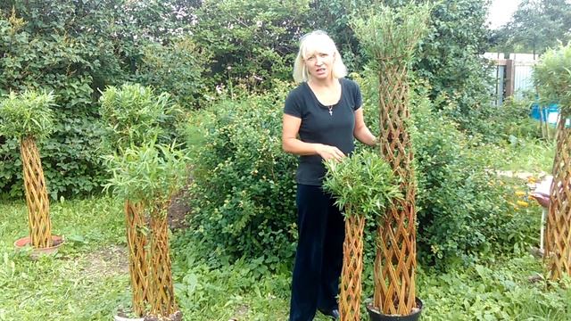 Уход за живыми плетенными деревьями - Часть 2