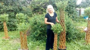 Уход за живыми плетенными деревьями - Часть 2