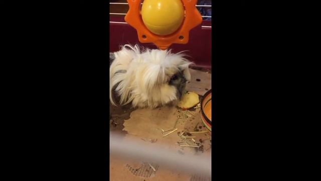 Ruffles eating an apple (art vs ruffles) my guinea pigs смотреть онлайн