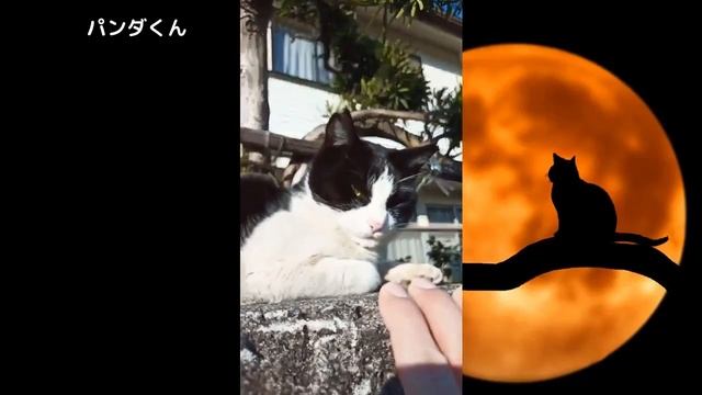 【ネコ画像】グーグルフォト内の動画を10つまとめてみた。26分44秒 смотреть онлайн