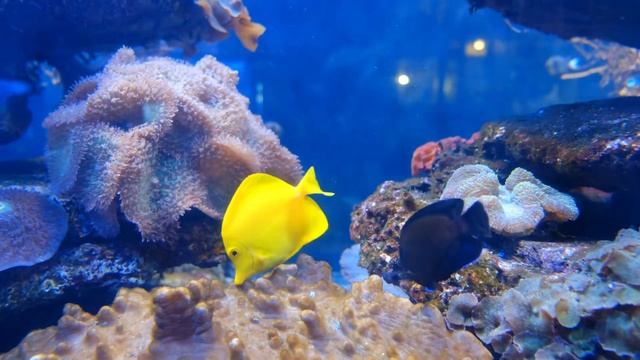 Fish tank Aquarium. Beautiful Coral Aquarium 2k with Sound. Aquarium Screensaver. 2K смотреть онлайн