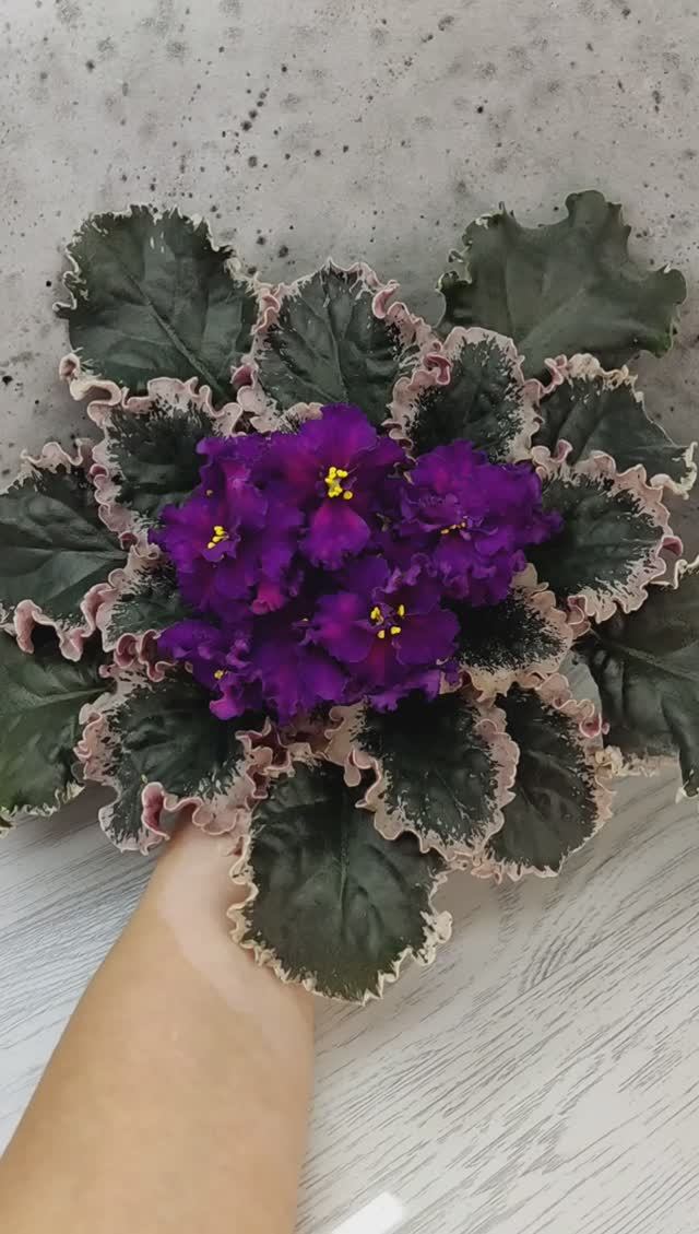 Фиалка ВаТ-Тип-Топ