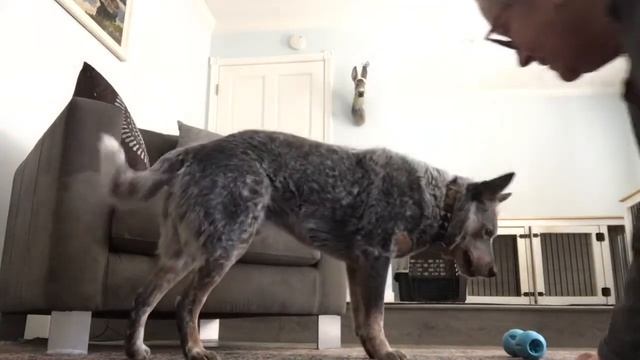 Being silly before muzzle 2/24/21 смотреть онлайн