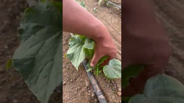 Перші зелені операції з 🥒 Огірком Ягуар (Jaguar)F1TECU 530 /TCU-151 смотреть онлайн