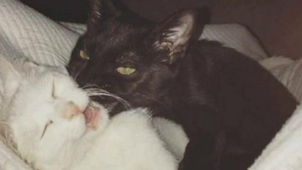 mitski - I want you (lyrics)