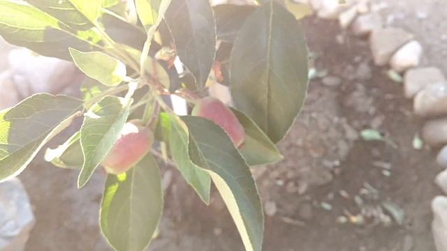 My Anna Apple Tree смотреть онлайн