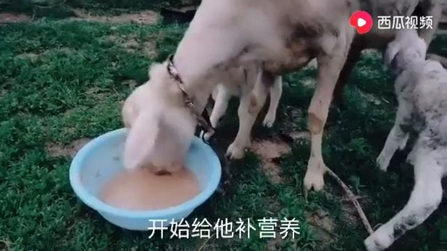 抓好母羊产后护理是自繁自养成功的关键，做到3点，管理并不难 смотреть онлайн