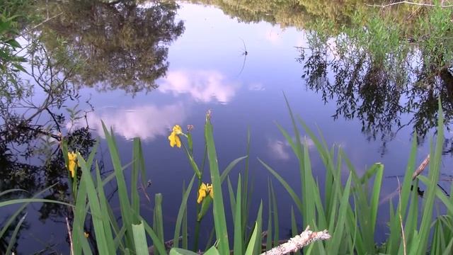 Pond reflection DreamScene Video Screen Saver & Desktop смотреть онлайн