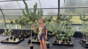 Ива Шерстистая на штамбе. Видео-обзор. Русская ива.