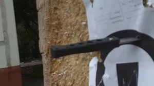 Кнопарь кетайский