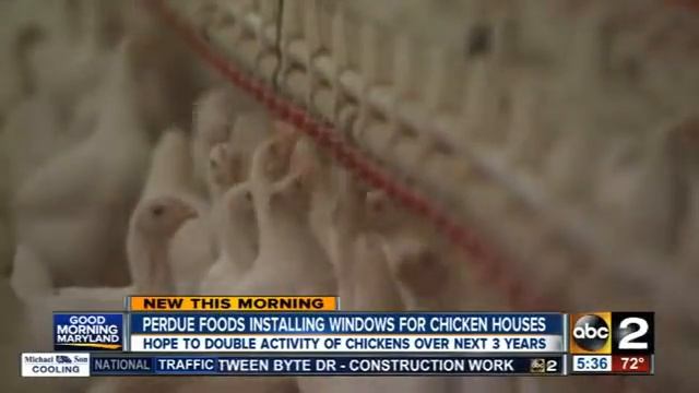 Perdue Foods installing windows in chicken houses смотреть онлайн