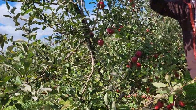 Fresh apples 🍎 sweet and juicy...ang sarap mag apple picking.. смотреть онлайн