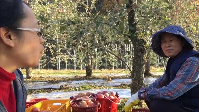 Best Apples in South Korea - Part 3 #청송 #viral #travel #explore #farming смотреть онлайн