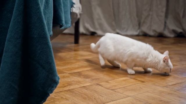 Enriching Your Cat's Home Life: Fun Ideas for Limited Windows смотреть онлайн