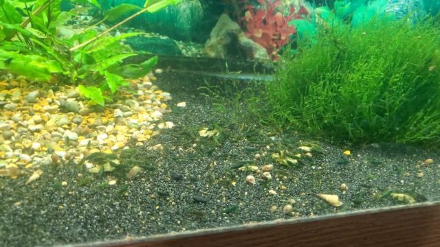 Culling Shrimp - 75 Gallon Green Jade Shrimp Tank смотреть онлайн