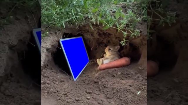 Cute Bunny Rabbit Watching Ipad Tablet Memes - Green Screen смотреть онлайн