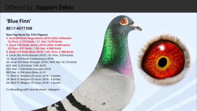 Blue Finn's Tatske Best Racing Pigeon Bloodline From Tom Van Graver For Sale In Pipa Pigeons Auctio смотреть онлайн