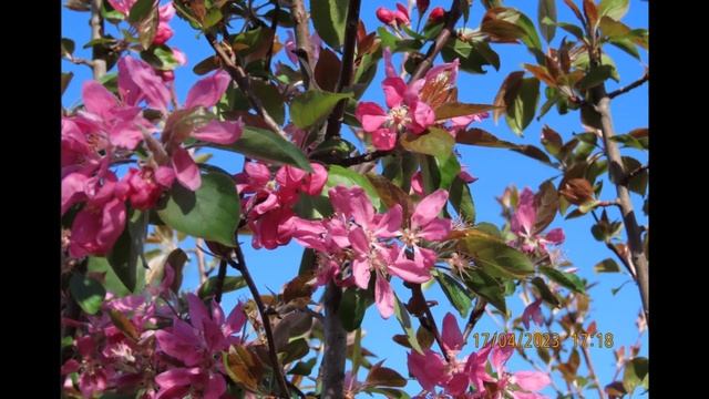 A wild apple tree in the yard смотреть онлайн