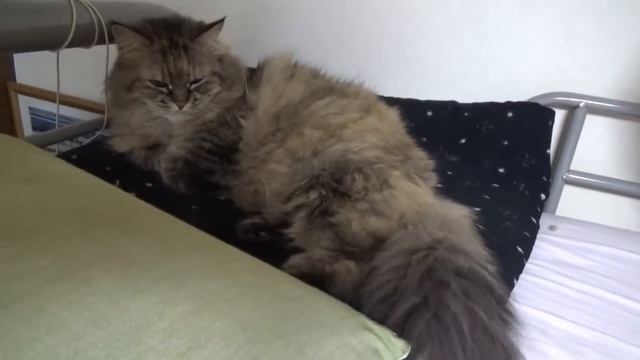 2017年2月2日TRAIN SUITE ウィングの今日の猫動画シリーズ#90 смотреть онлайн