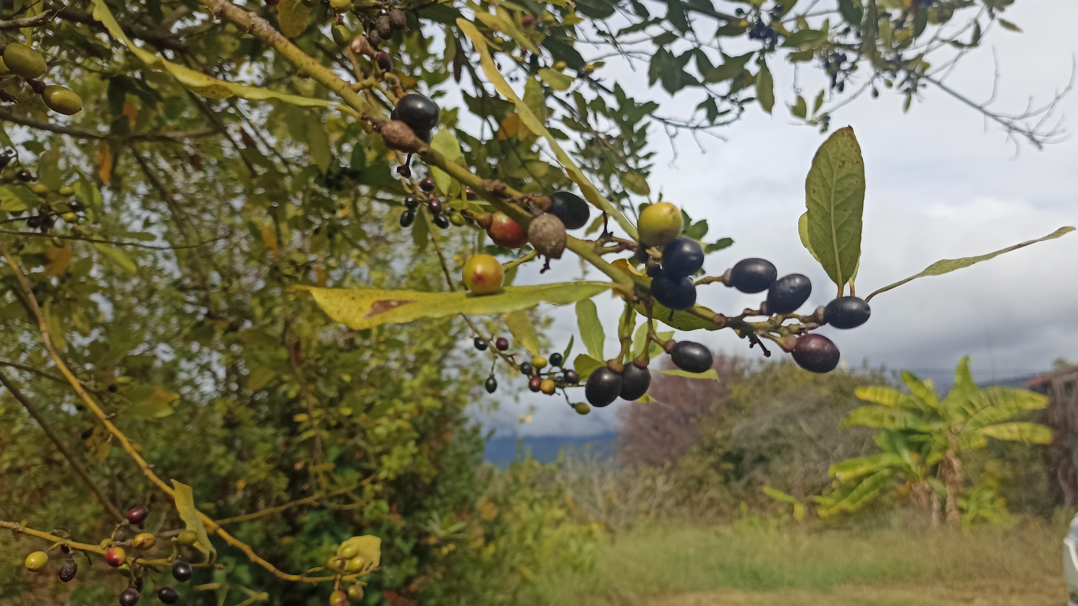 15. Снова на зиму в Абхазию. День 15, 21.10.2024. Сад и море смотреть онлайн