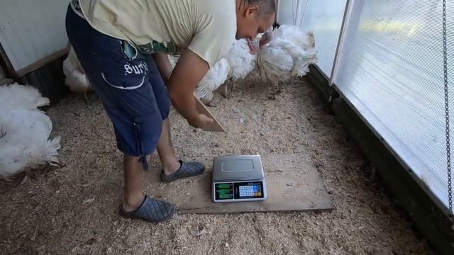 Индюк Хайбрид-Конвертер и БИГ - 6