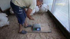 Индюк Хайбрид-Конвертер и БИГ - 6