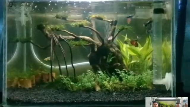 10 foto aquascape yang simple tapi indah untuk di lihat смотреть онлайн