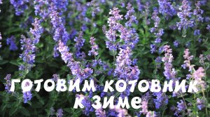 КОТОВНИК. ПРОДОЛЖАЕМ ПОДГОТОВКУ РАСТЕНИЙ К ЗИМЕ.