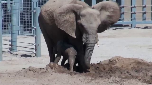Baby Elephant Blowing Bubbles and Frolicking is a Cute Overload смотреть онлайн